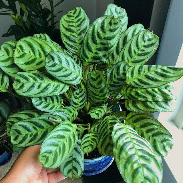 Prayer Plant (Calathea burle - marxii) - Ladybird Nursery