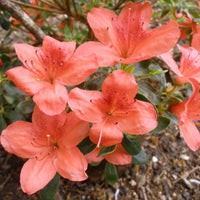 Azalea indica Orange Chimes