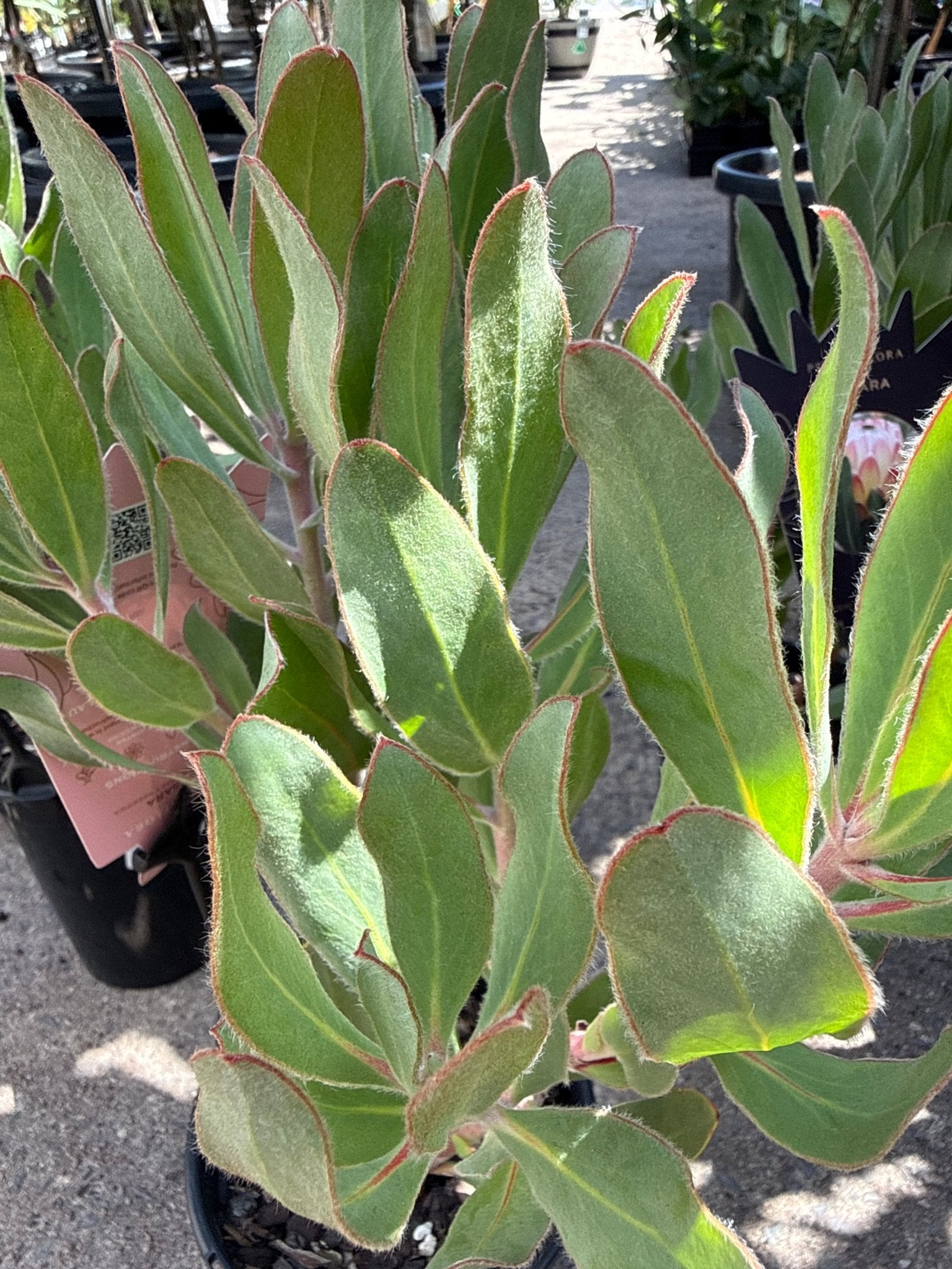 Protea 'Susara' - Ladybird Nursery