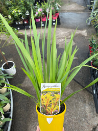 Kangaroo Paw 'Yellow Gem' (Anigozanthos) - Ladybird Nursery