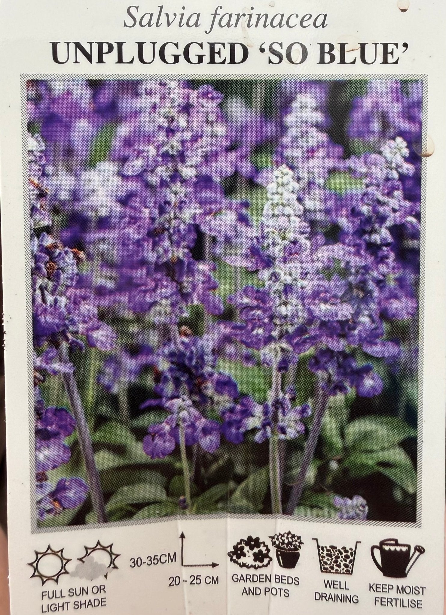 Salvia Unplugged 'So Blue' (Salvia Farinacea) - Ladybird Nursery