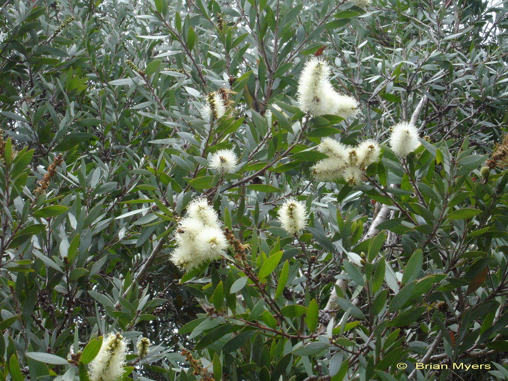 Broad-leaved Paperbark Mini quini (Melaleuca quinquenervia)