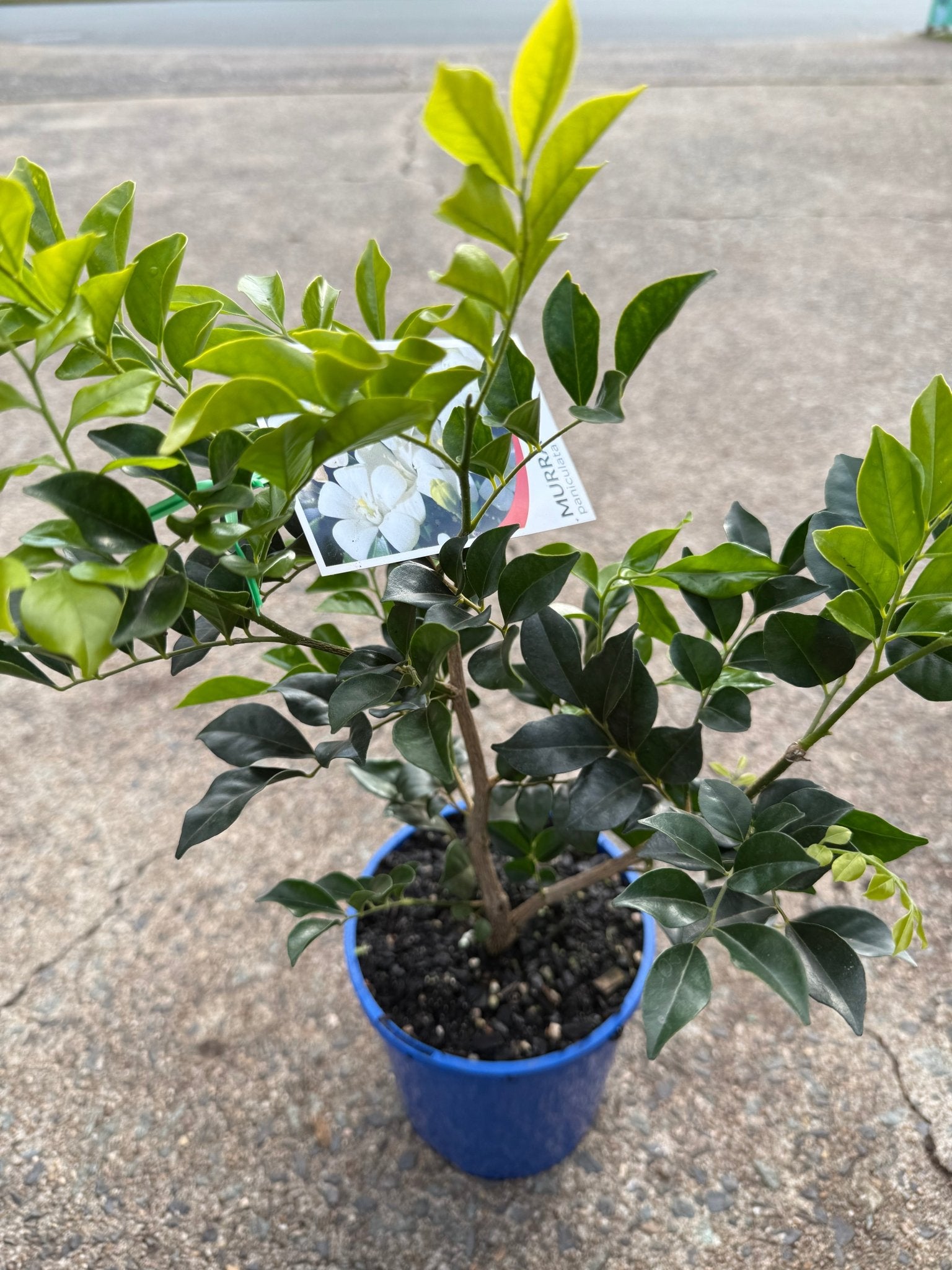 Mock Orange (Murraya paniculata) - Ladybird Nursery