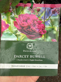 Rose ‘Darcey Bussell' (David Austin) - Ladybird Nursery