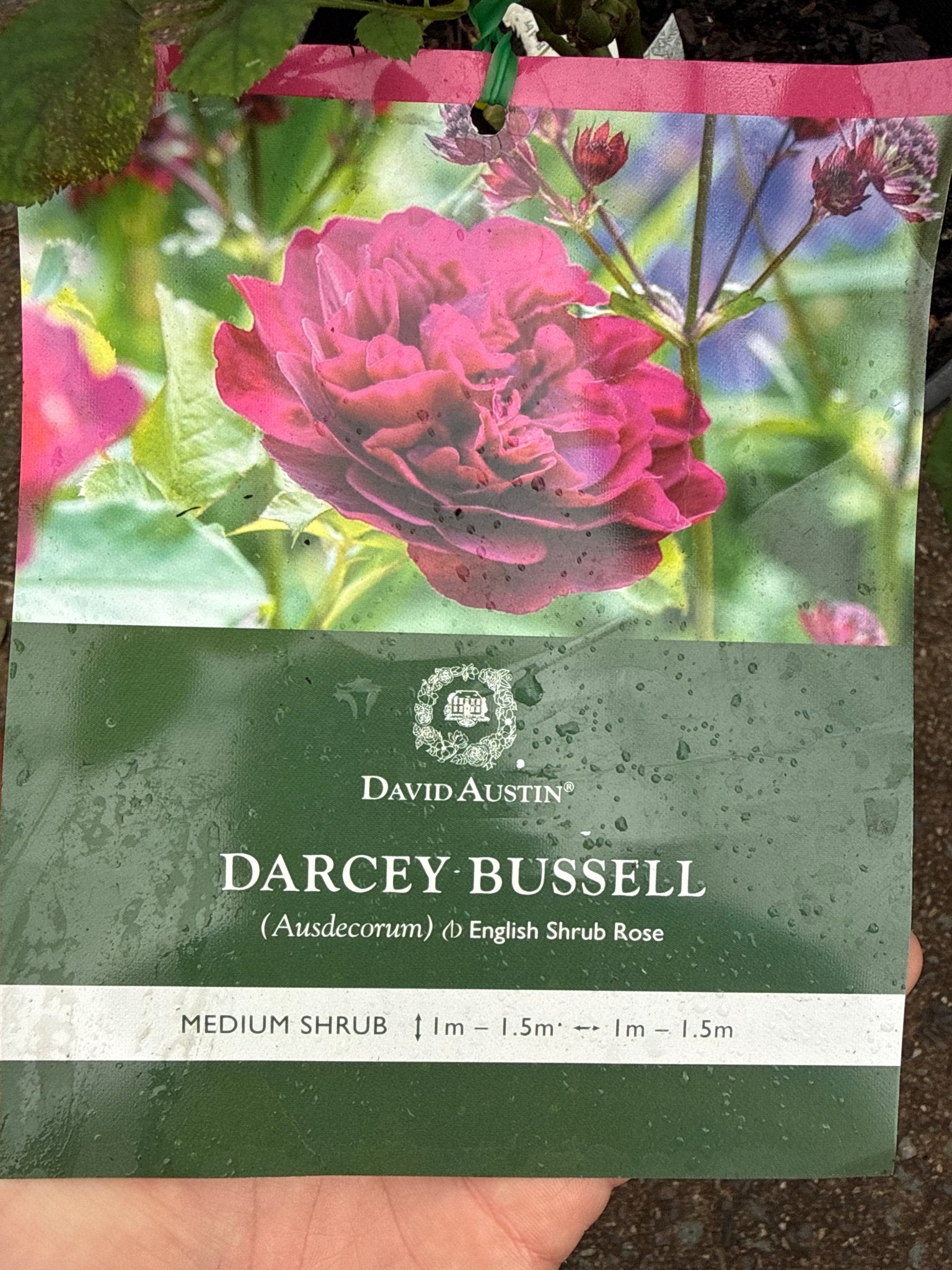 Rose ‘Darcey Bussell' (David Austin) - Ladybird Nursery