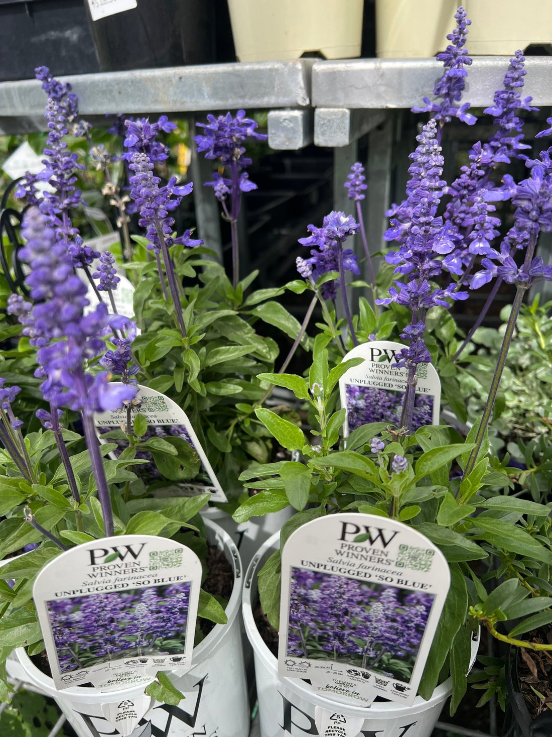 Salvia Unplugged 'So Blue' (Salvia Farinacea) - Ladybird Nursery