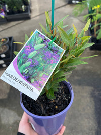 Hardenbergia 'Mini HaHa' (Hardenbergia violacea) - Ladybird Nursery