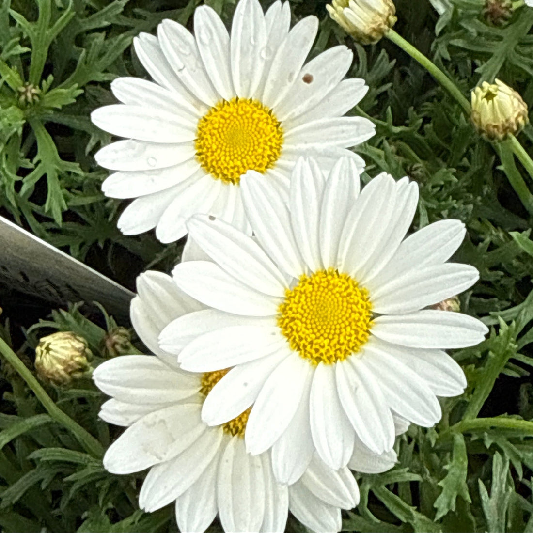 Daisy 'Everest White' (Argyranthemum)