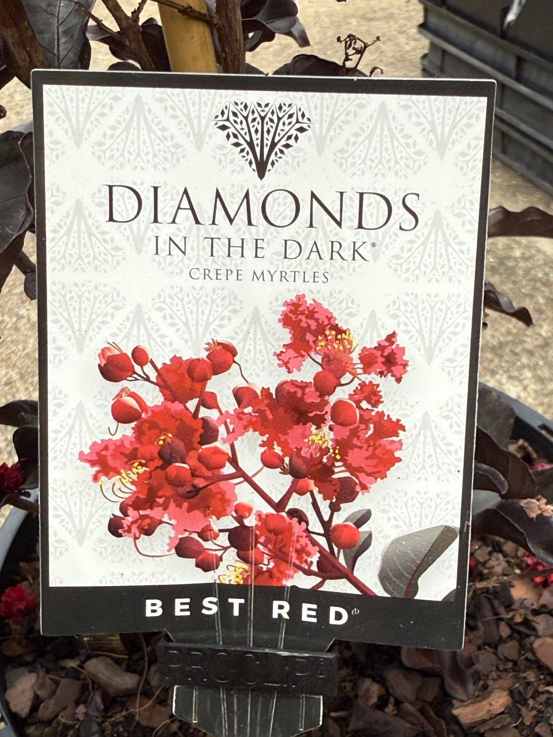 Crepe Myrtle Diamonds in the Dark Best Red (Lagerstroemia) - Ladybird Nursery