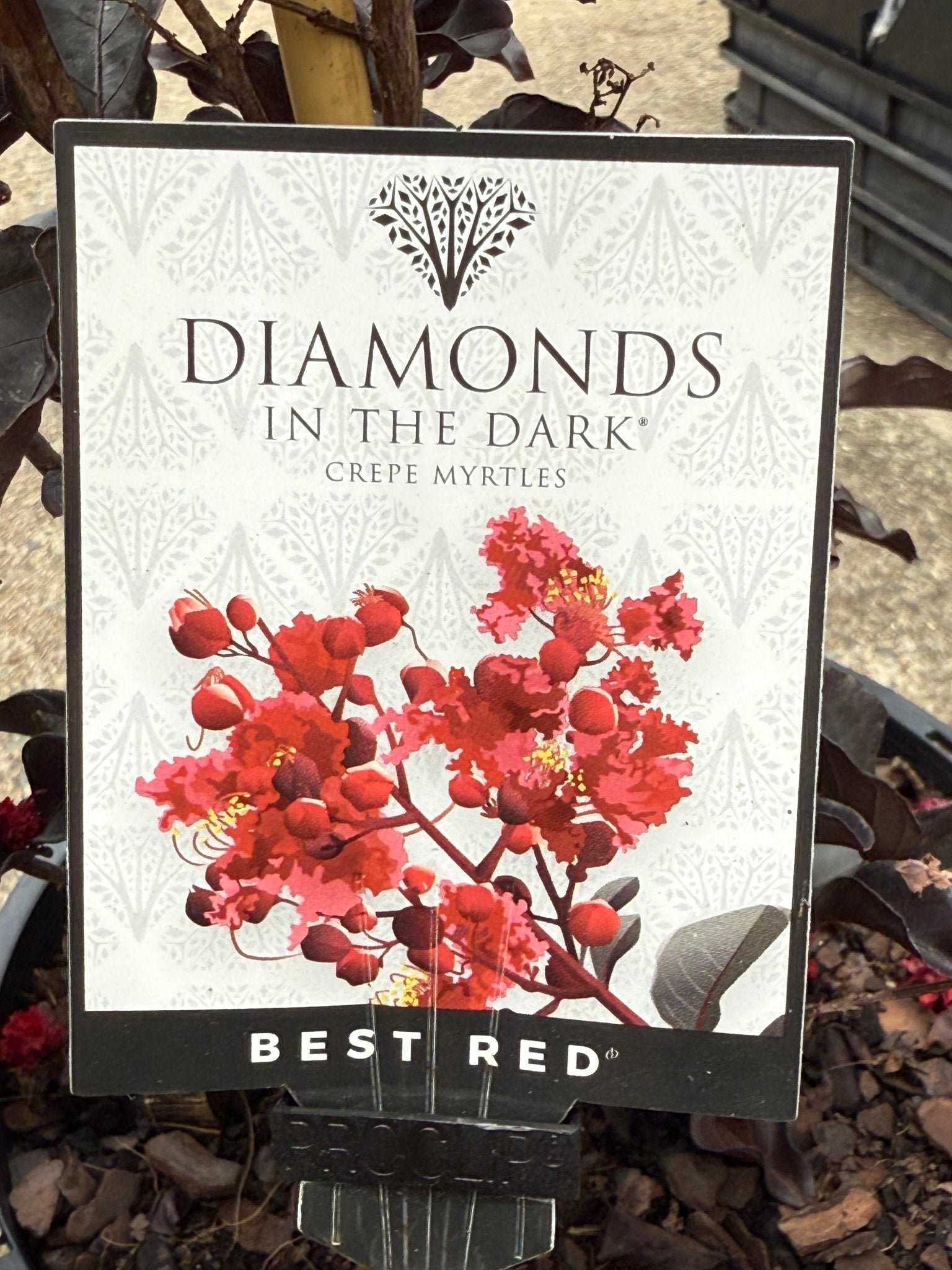 Crepe Myrtle Diamonds in the Dark Best Red (Lagerstroemia) - Ladybird Nursery