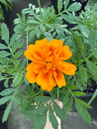 Marigold 'French Mix' 4 cell (Pickup only) - Ladybird Nursery