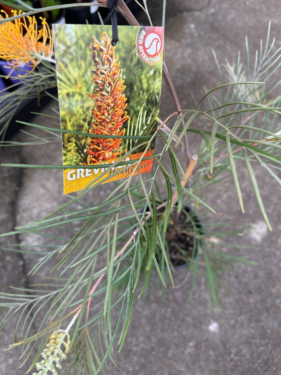 Grevillea 'Honey Gem' - Large - Ladybird Nursery