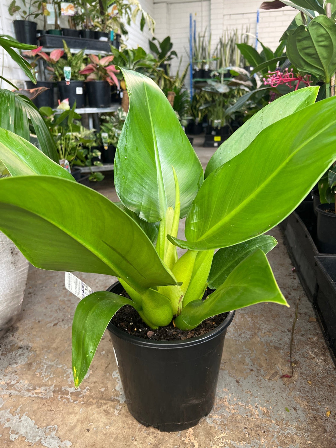 Philodendron Fat Boy 2.0 - Large (PICK UP ONLY) - Ladybird Nursery