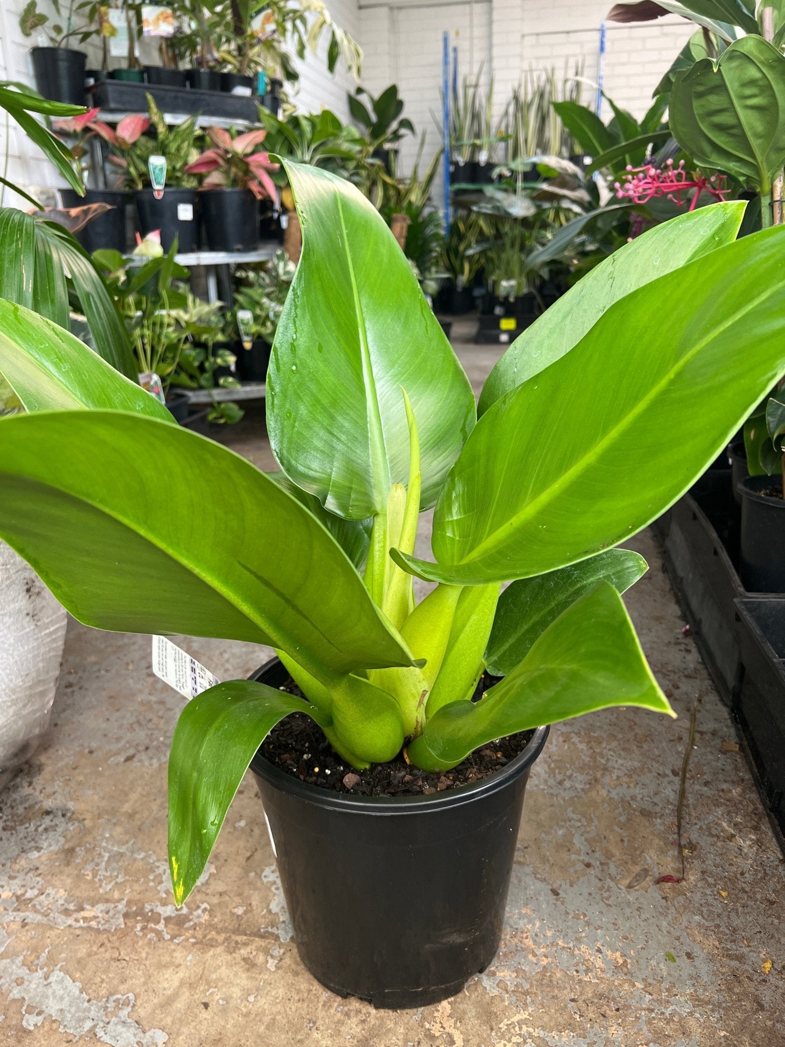 Philodendron Fat Boy 2.0 - Large (PICK UP ONLY) - Ladybird Nursery