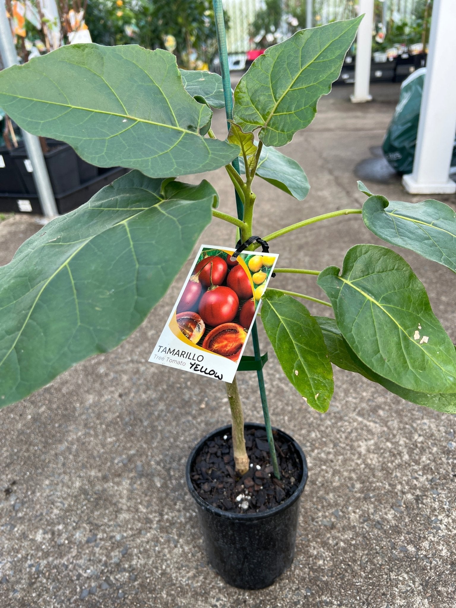 Tamarillo ‘Yellow’ (Solanum betaceum) - Ladybird Nursery