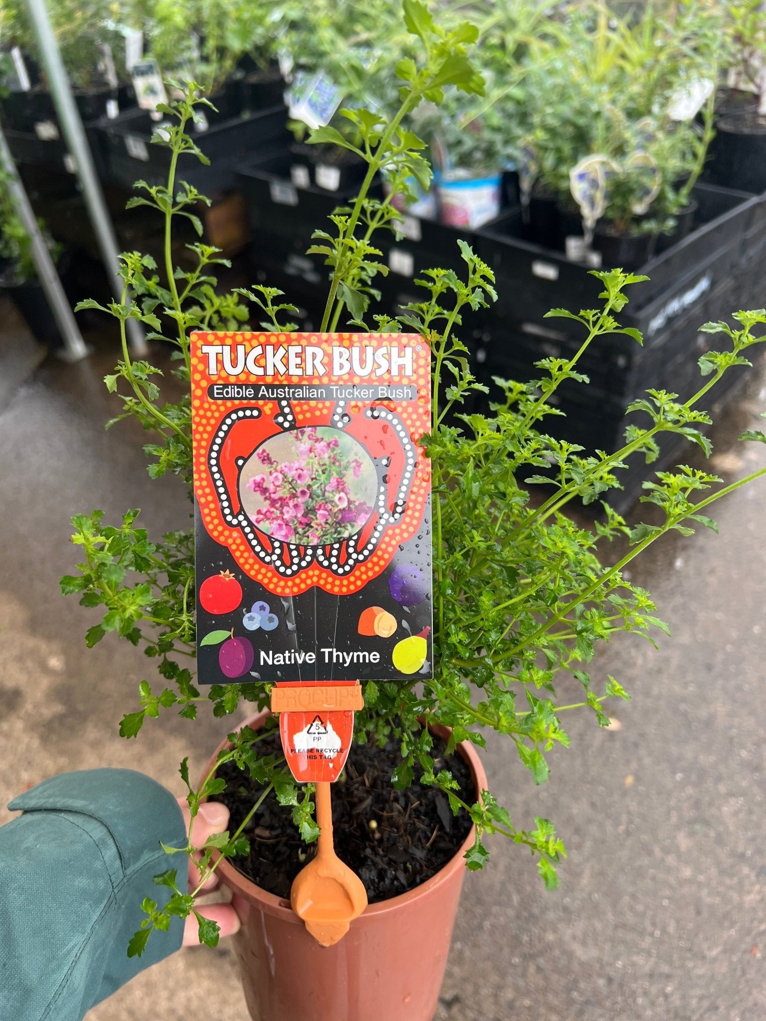 Native Thyme 'Cut Leaf Mint Bush' (Prostanthera incisa) - Ladybird Nursery