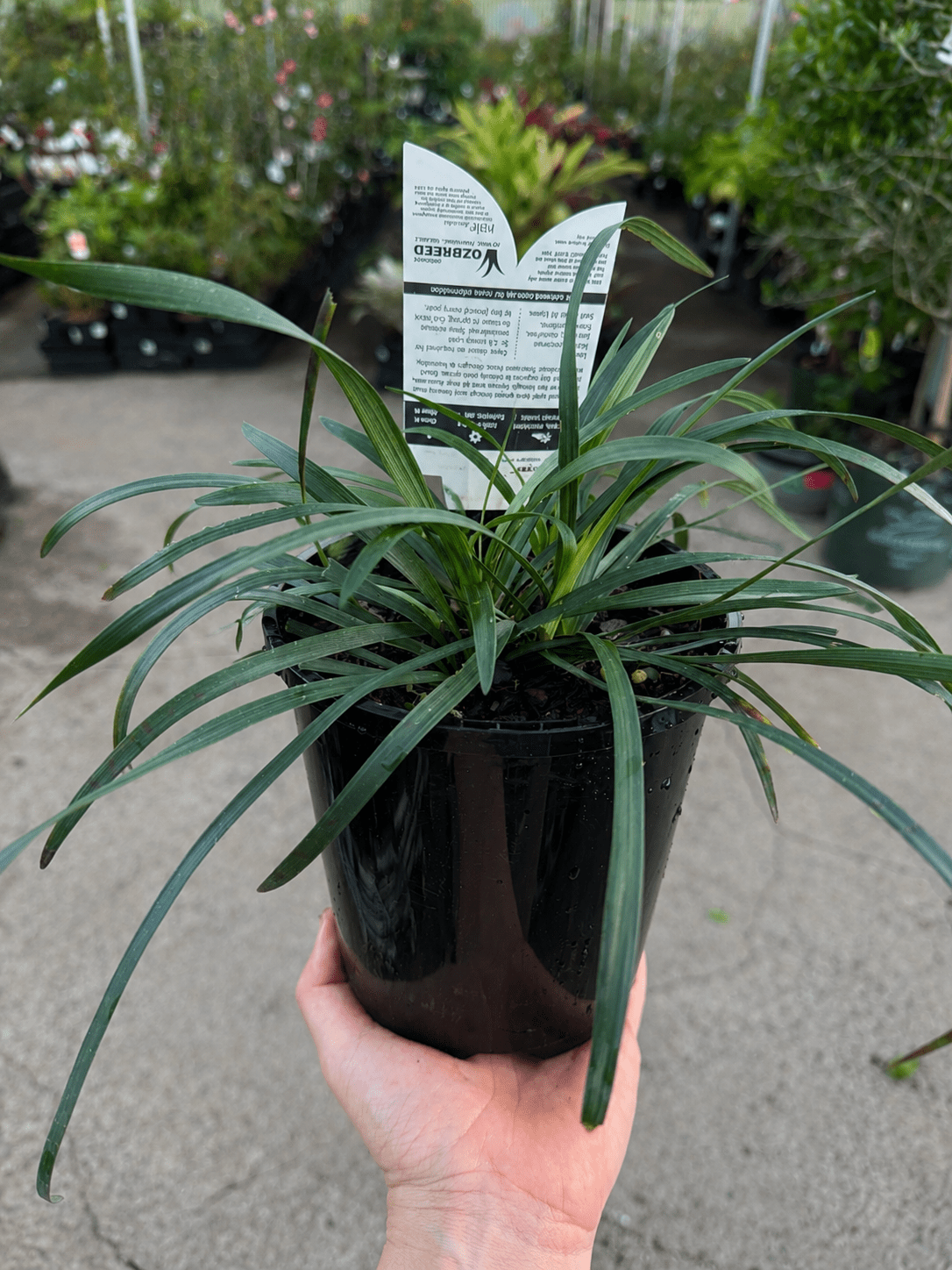 Liriope 'Amethyst™' (Liriope muscari) - Ladybird Nursery