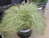 Sedge Frosted Curls (Carex) - Ladybird Nursery