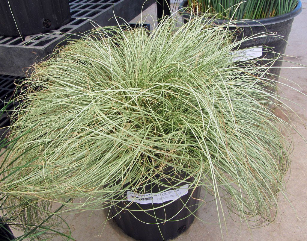 Sedge Frosted Curls (Carex) - Ladybird Nursery
