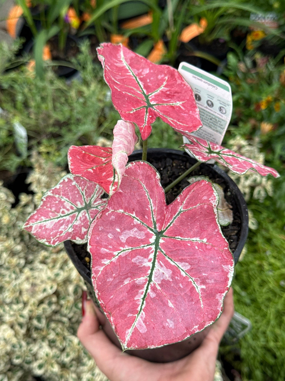 Caladium 'Fire Phoenix' Plant – Buy Now! – Ladybird Nursery