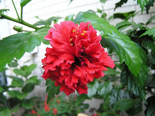 Hibiscus Phsyche - Ladybird Nursery