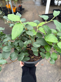 Climbing Fig (Ficus pumila) - Large - Ladybird Nursery