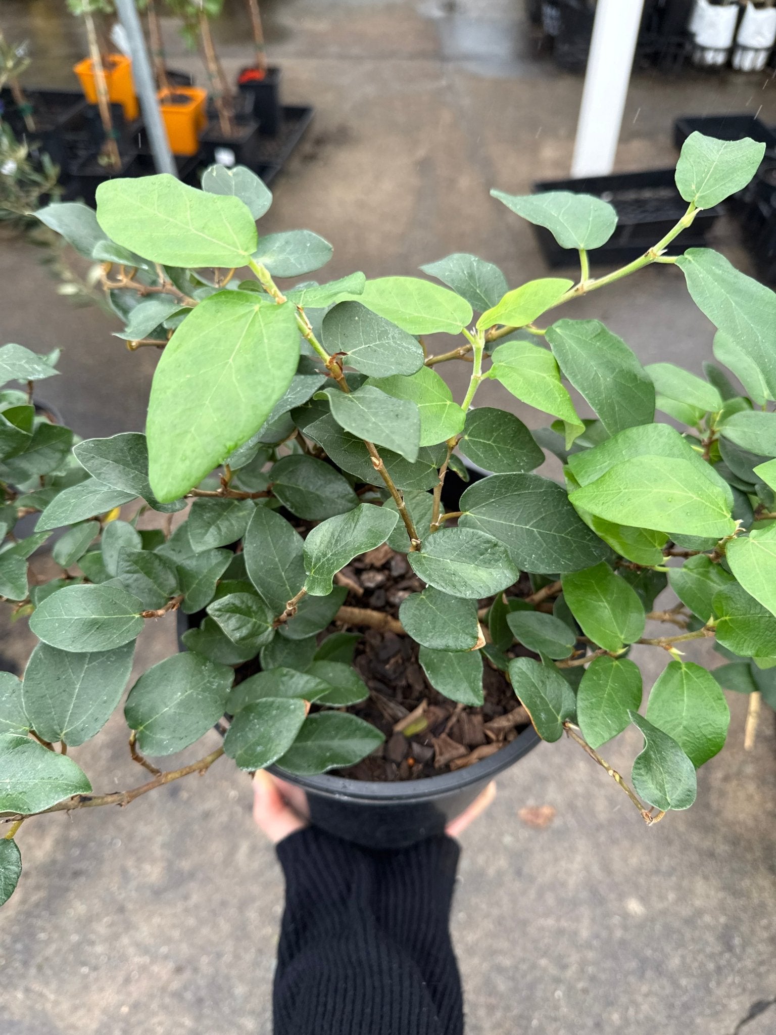 Climbing Fig (Ficus pumila) - Large - Ladybird Nursery