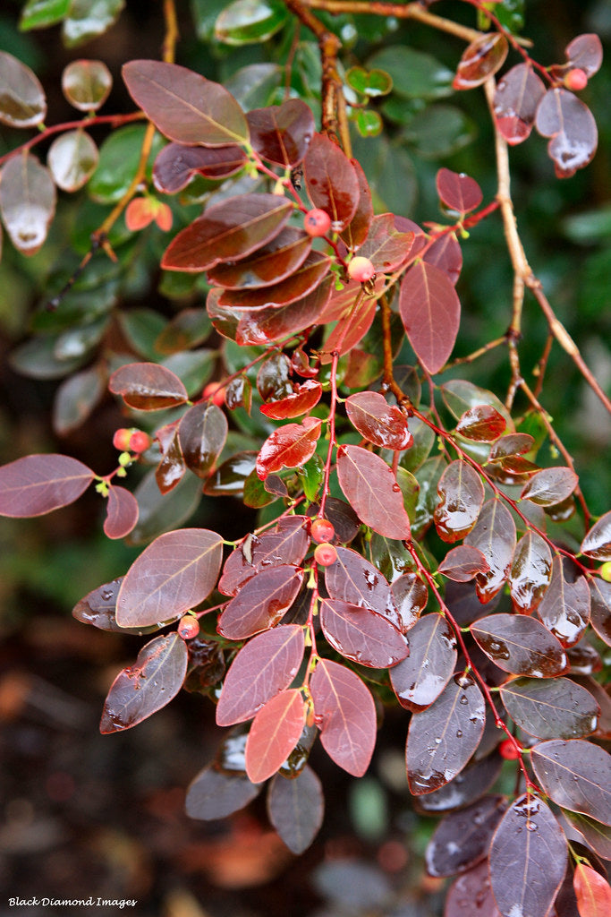 Snowbush Ironstone Range (Breynia sp.)