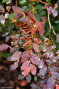 Snowbush Ironstone Range (Breynia sp.) - Ladybird Nursery