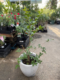 Pot 'Slate Egg White' Size 2 (PICK UP ONLY) - Ladybird Nursery