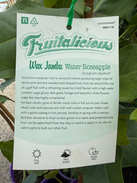 Wax Jambu 'Water Roseapple' (Syzygium aqueum) - Ladybird Nursery