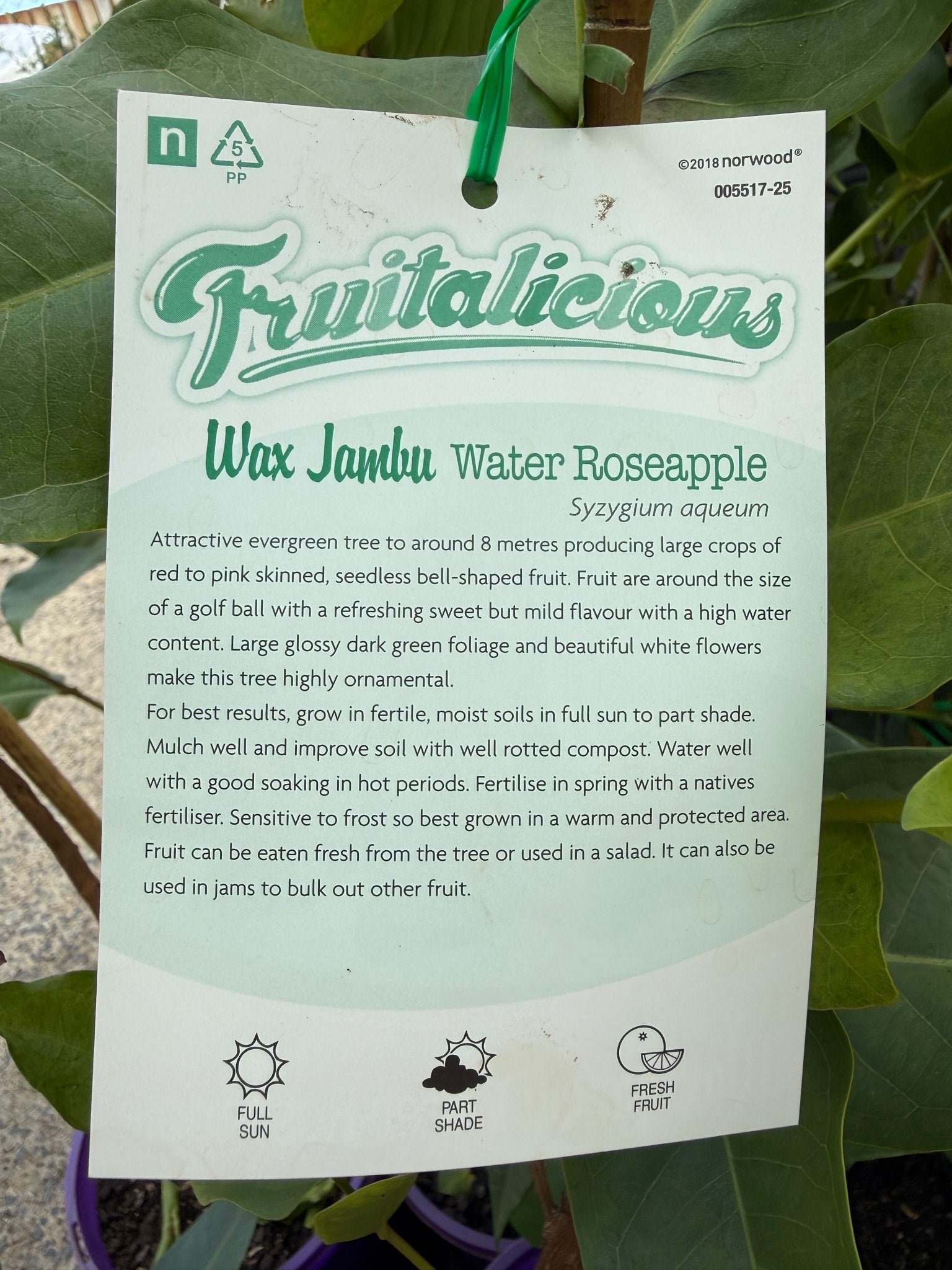 Wax Jambu 'Water Roseapple' (Syzygium aqueum) - Ladybird Nursery