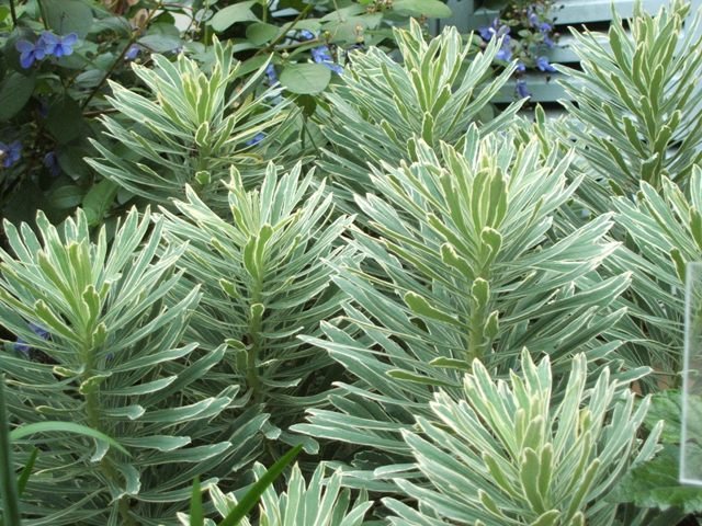 Silver Swan Spurge Wilcott (Euphorbia characias) - Ladybird Nursery