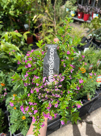 Cuphea Mauve - 4cell pot (PICK UP ONLY) - Ladybird Nursery