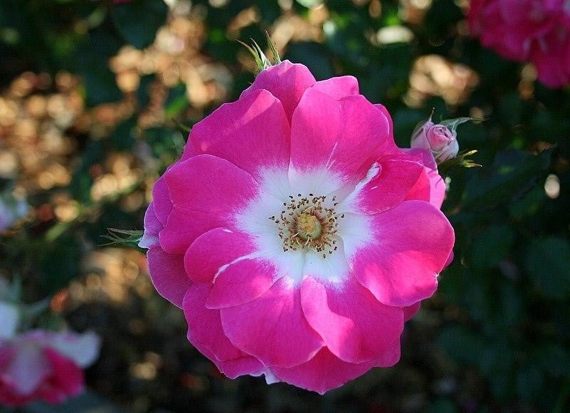 Rose Regensberg Standards (Rosa) - Ladybird Nursery
