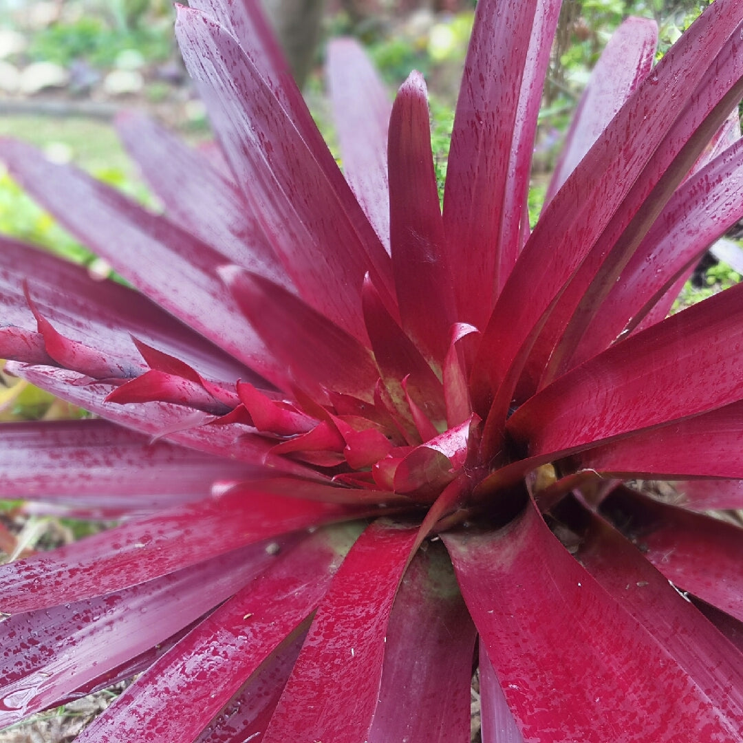 Wine-coloured Bromeliad (Alcantarea vinicolor)