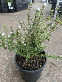 Serissa ‘Snow Leaves’ - Ladybird Nursery