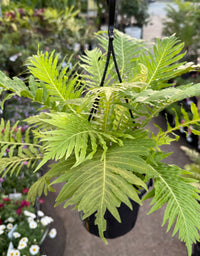 Fern ‘Silver Lady’ (Blechnum gibbum) in Hanging Basket