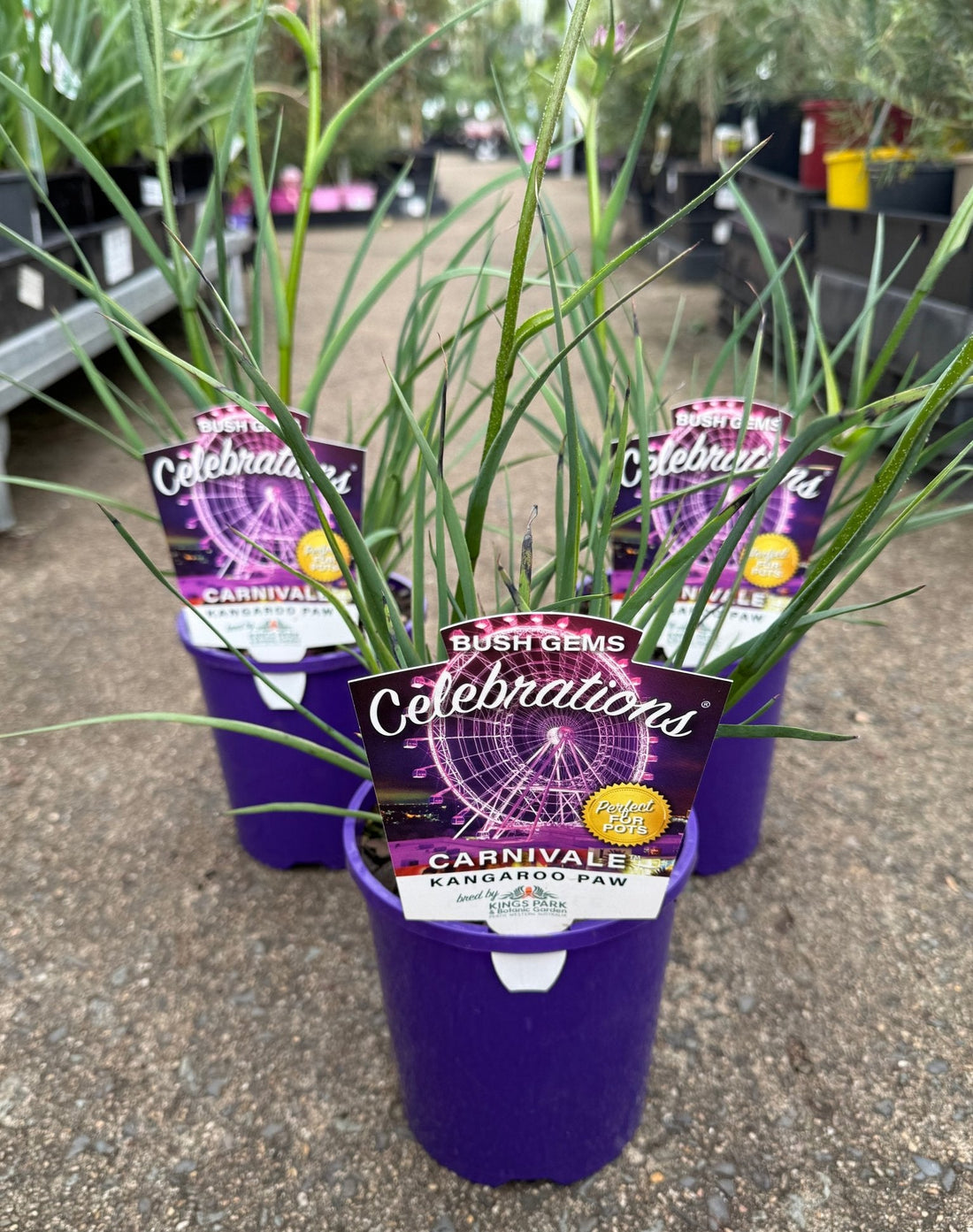 Kangaroo Paw 'Celebrations Carnivale' (Anigozanthos) - Ladybird Nursery