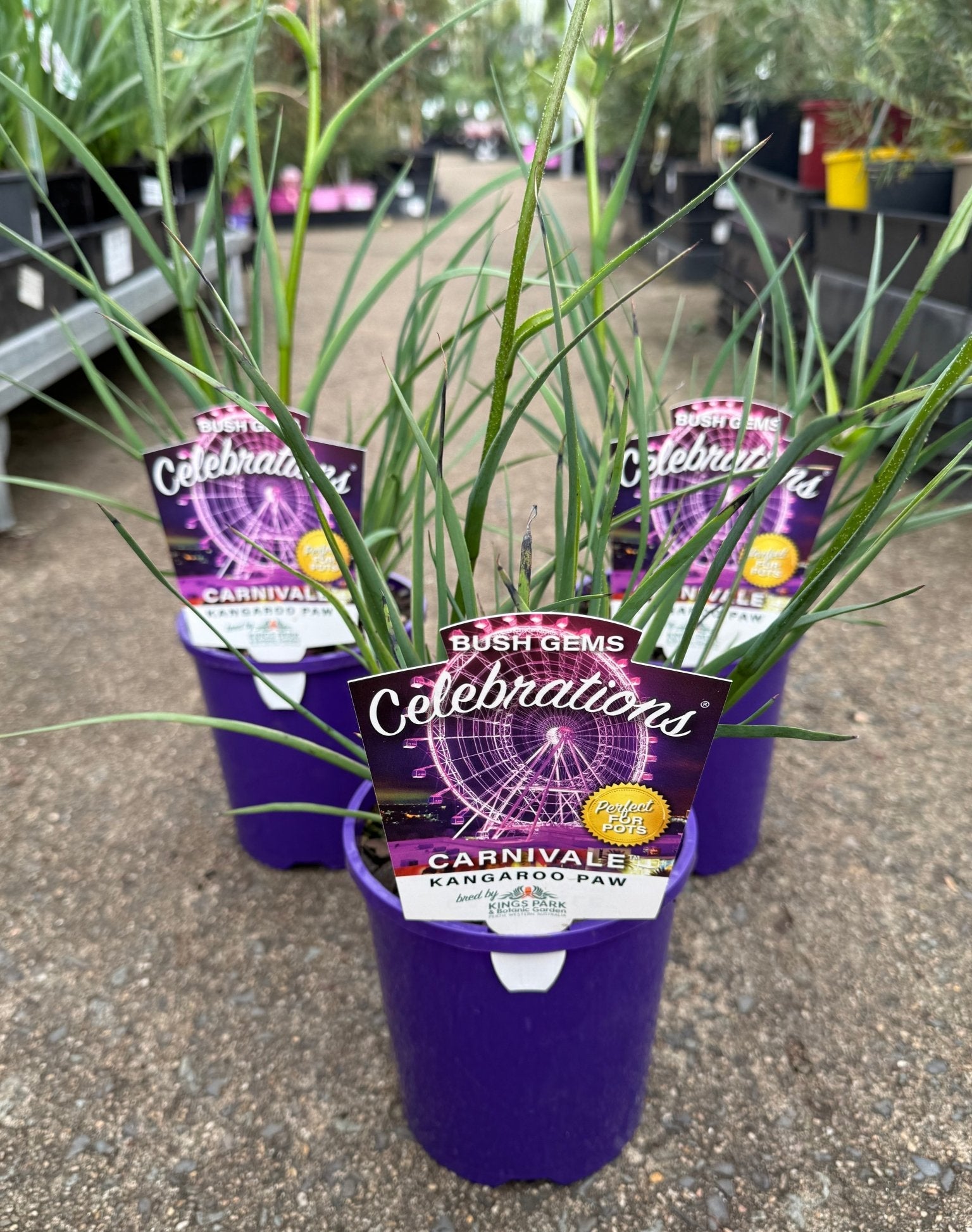 Kangaroo Paw 'Celebrations Carnivale' (Anigozanthos) - Ladybird Nursery