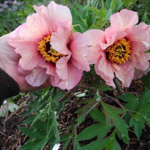 Tree Peony Gauguin (Paeonis suffruiticosa) - Ladybird Nursery