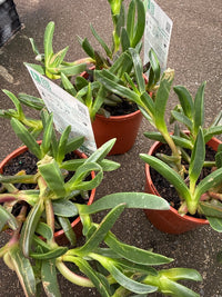 Karkalla (Carpobrotus rossii) – Tucker Bush - Ladybird Nursery