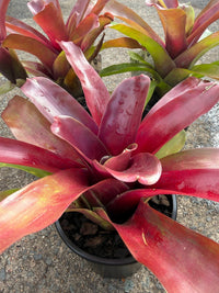 Bromeliad (Neoregelia compacta) - Ladybird Nursery