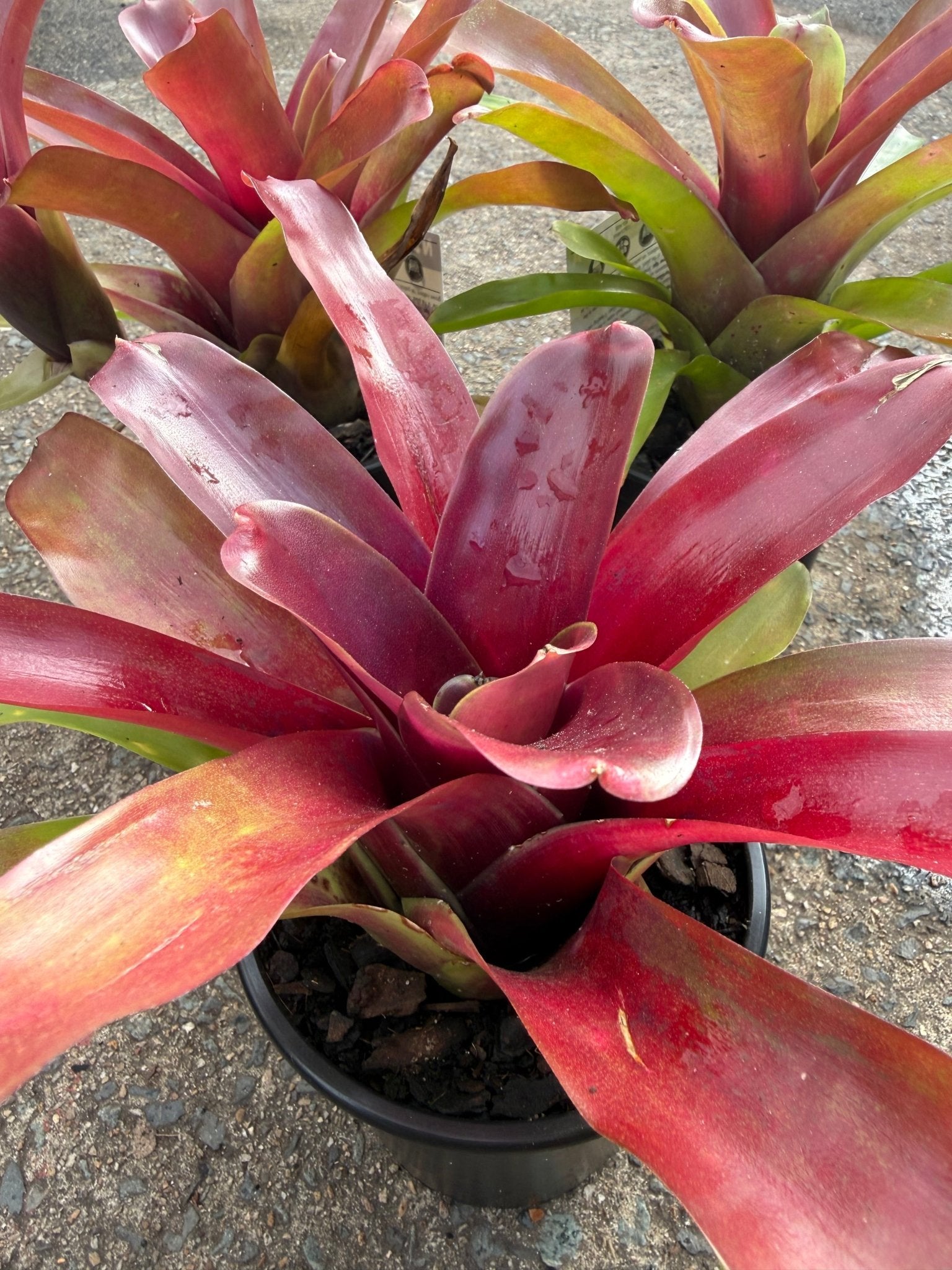 Bromeliad (Neoregelia compacta) - Ladybird Nursery
