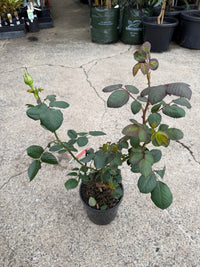 Rose 'Kardinal' - Ladybird Nursery