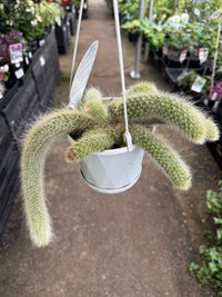 Monkey Tail Cactus in Hanger - Ladybird Nursery