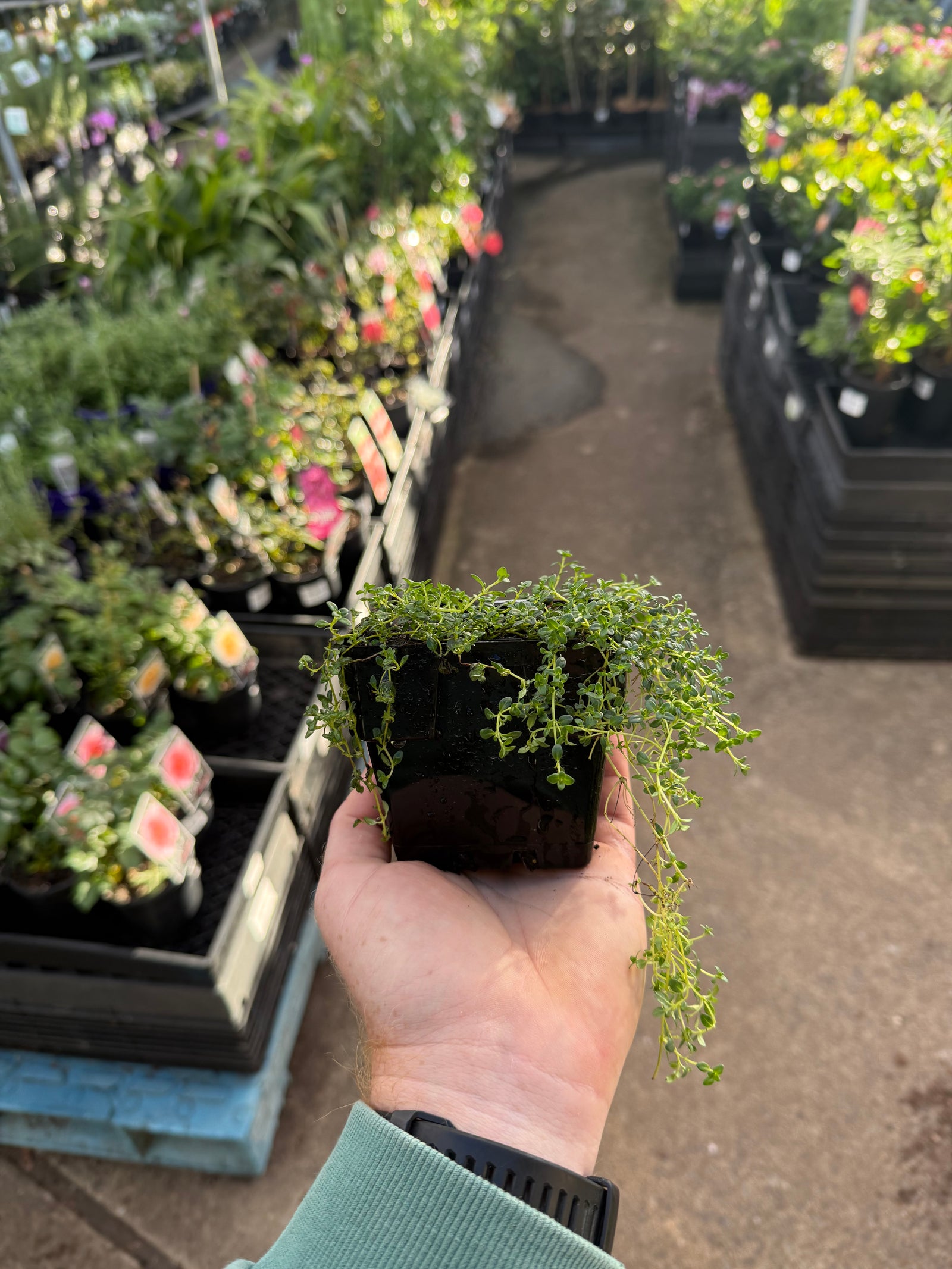 Creeping Thyme (Thymus serpyllum)