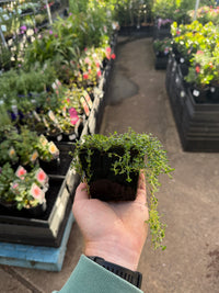 Creeping Thyme (Thymus serpyllum)