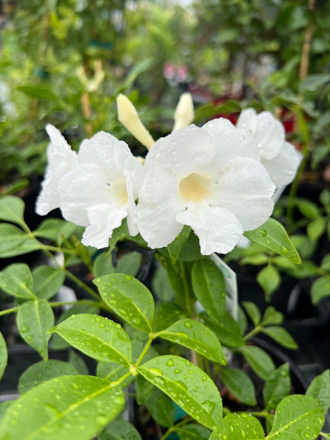 Pandorea Alba (Pandorea jasminoides 'alba') - Ladybird Nursery