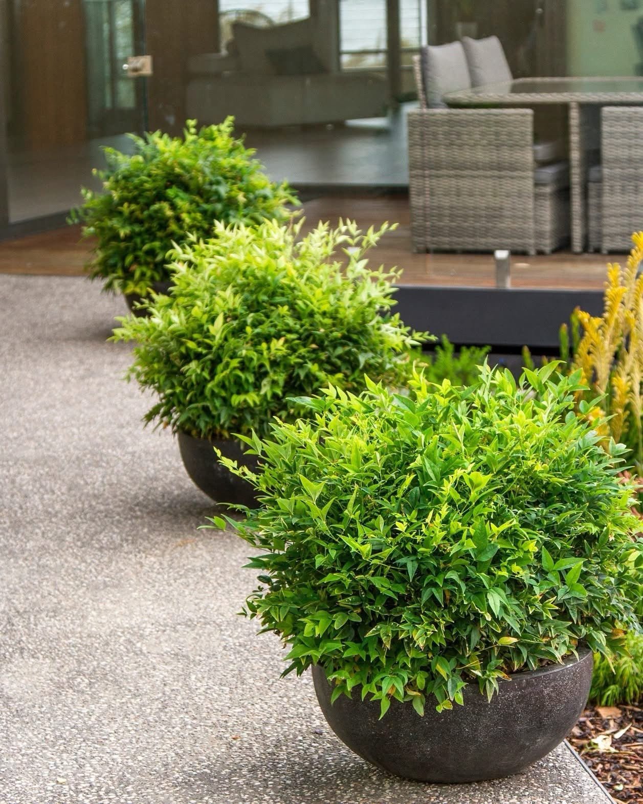Heavenly Bamboo Magical Lemon Lime™ (Nandina domestica) - Ladybird Nursery